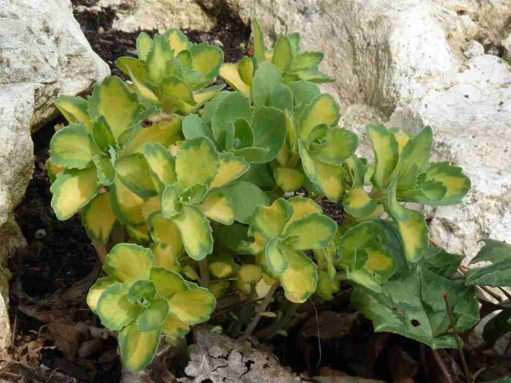 Hylotelephium erythrostictum 'Mediovariegatum' (Vistoso Stonecrop) también conocido como Sedum erythrostictum 'Mediovariegatum'