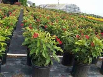 Jatropha integerrima - Peregrina Spicy Jatropha