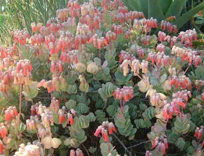 Kalanchoe fedtschenkoi (vieiras lavanda) también conocido como Bryophyllum fedtschenkoi