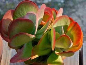 Kalanchoe luciae (Planta de paleta)