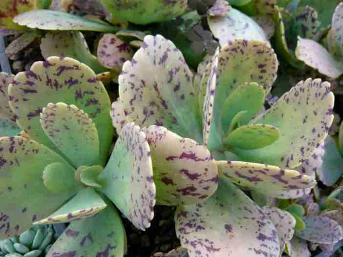 Kalanchoe marmorata (Planta limpiaplumas)