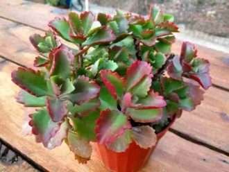 Kalanchoe sexangularis (Kalanchoe de seis ángulos)