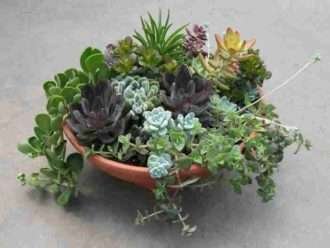 Suculentas: la planta perfecta para los jardineros olvidadizos