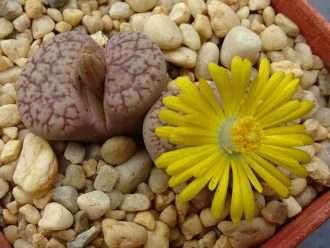 Lithops 'Talismán'