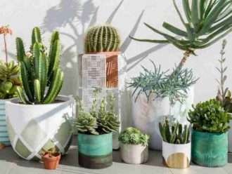 Los errores más grandes que cometen los principiantes al tratar de cultivar cactus y suculentas