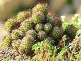 Mammillaria mazatlanensis