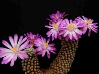 Mammillaria teresa