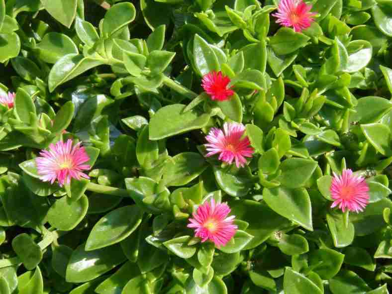 Mesembryanthemum cordifolium (Baby Sun Rose) también conocido como Aptenia cordifolia
