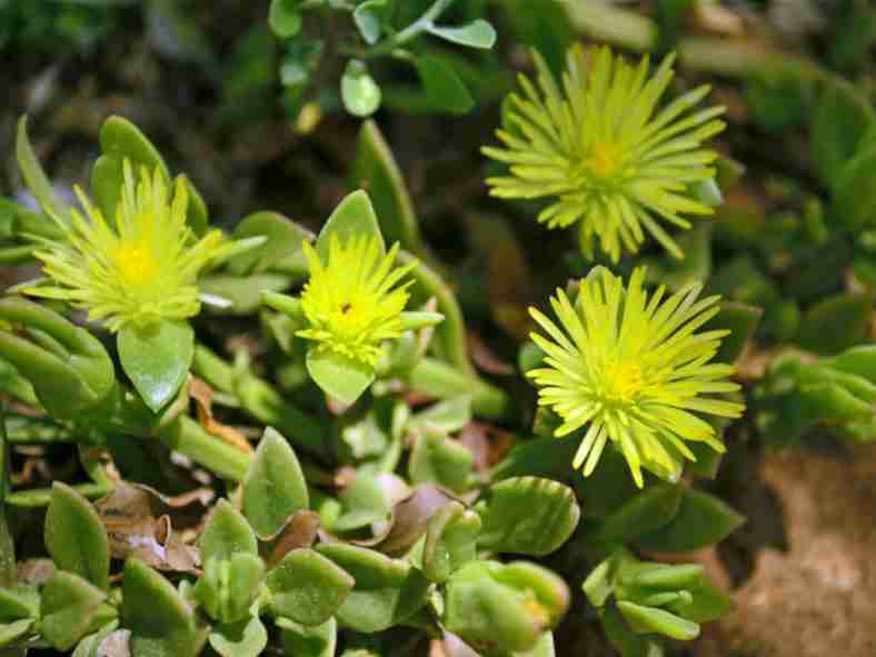 Mesembryanthemum haeckelianum (Sunrose amarilla) también conocida como Aptenia haeckeliana o Platythyra haeckeliana