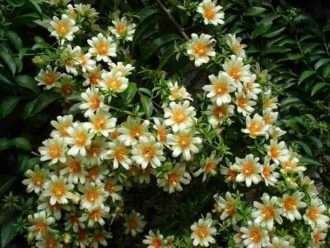 Pereskia aculeata (grosella espinosa de Barbados)