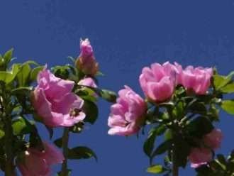Pereskia quisqueyana - Cacto rosa