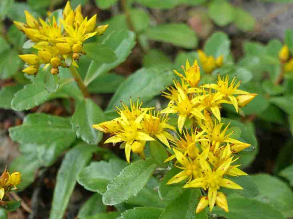 Phedimus aizoon (Aizoon Stonecrop) también conocido como Sedum aizoon