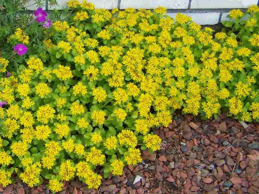 Phedimus kamtschaticus 'Alfombra dorada' (Stonecrop ruso dorado)