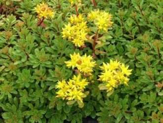 Phedimus kamtschaticus var. floriferum también conocido como Phedimus kamtschaticus var. floriferum