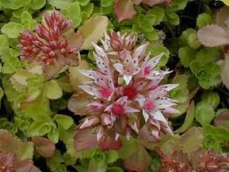 Phedimus spurius (Caucásico Stonecrop) también conocido como Sedum spurium