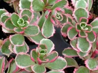 Phedimus spurius 'Tricolor' también conocido como Sedum spurium 'Tricolor'