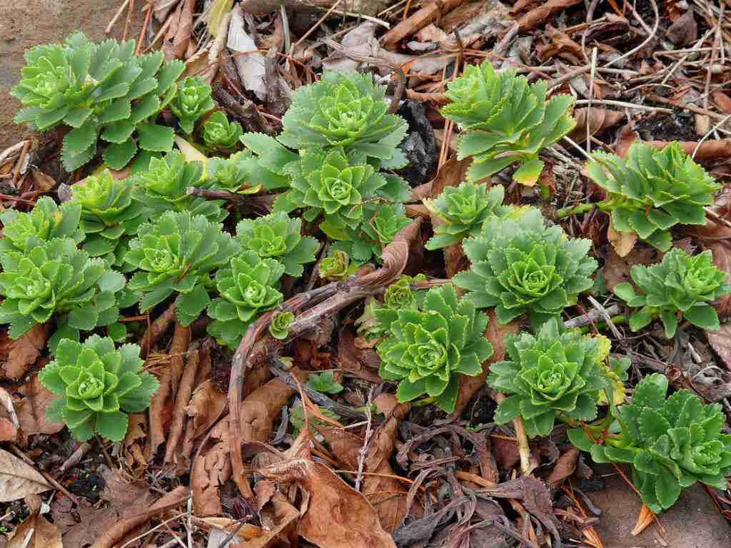 Phedimustakesimensis (Takeshima Stonecrop) también conocido como Sedumtakesimense