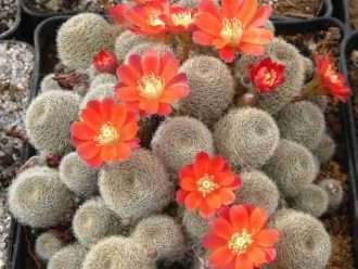 Rebutia heliosa subsp. teresa