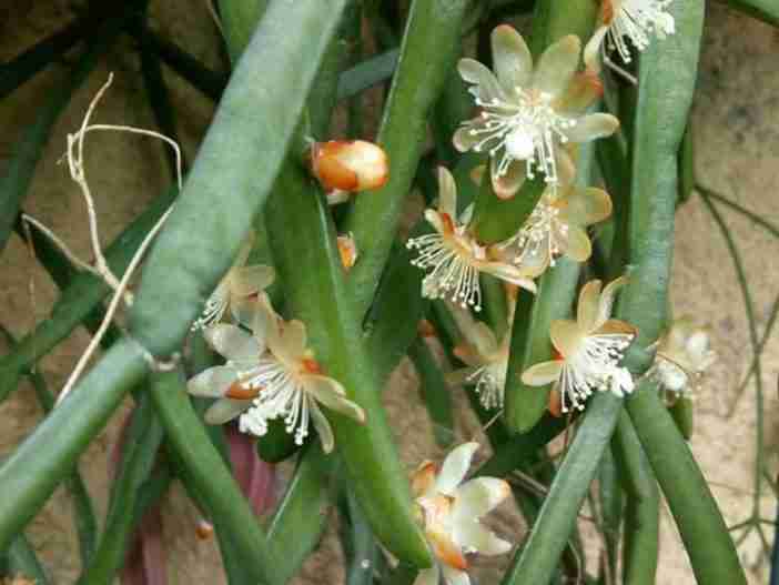 Rhipsalis trigona (cactus de muérdago)