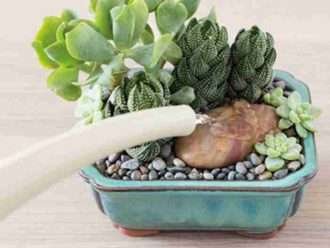 A los cactus y suculentas les gusta el agua