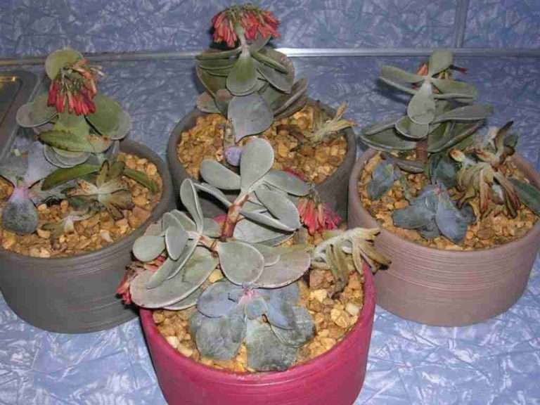 Plagas y problemas: riego excesivo