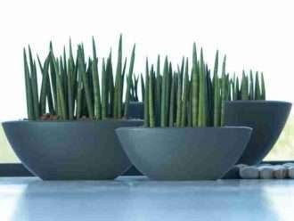 Sansevieria cylindrica (Planta de serpiente cilíndrica)