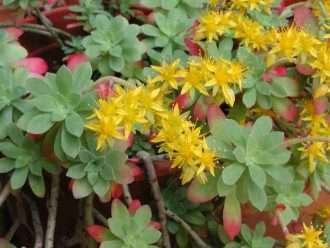 Sedum palmeri (Sedum de Palmer)
