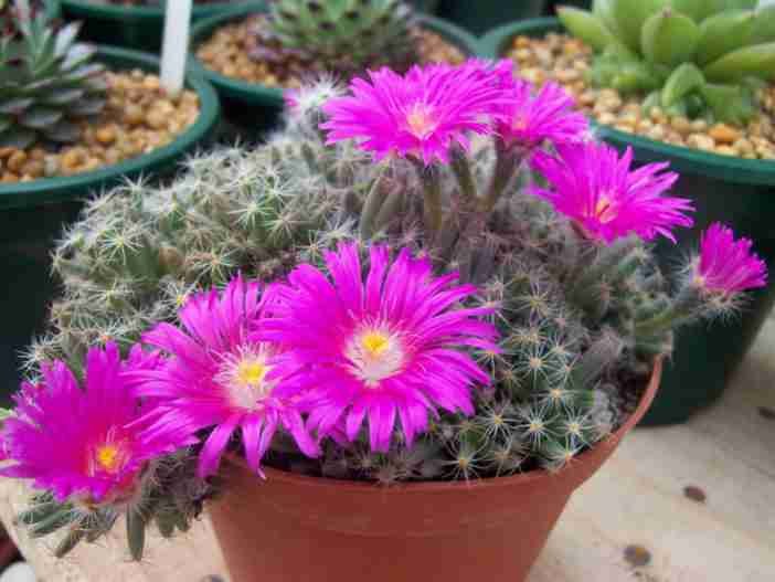 Trichodiadema densum (rosa del desierto en miniatura)