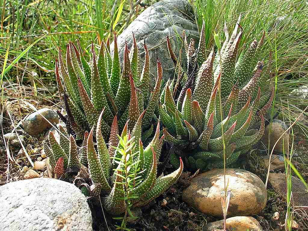 Tulista minor también conocido como Haworthia minor, Tulista minima o Haworthia minima