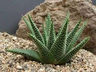 Tulista opalina alias Haworthia opalina