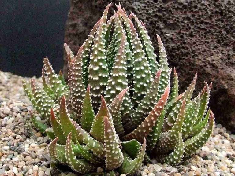 Tulista pumila (Planta de perlas) también conocida como Haworthia pumila