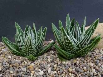 Tulista pumila 'Tenshi no Namida' alias Tulista pumila 'Lágrimas de ángeles', Haworthia pumila 'Tenshi no Namida' o Haworthia pumila 'Lágrimas de ángeles'