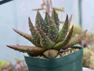 Tulista pumila var.  esparza