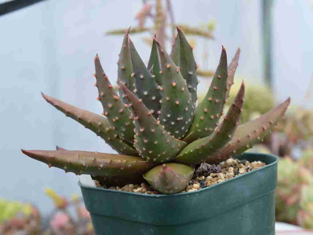 Tulista pumila var.  esparza