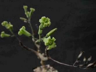 Tylecodon fragilis