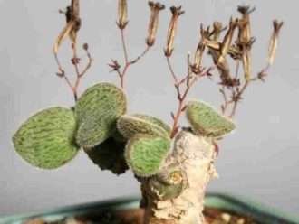 Tylecodon nolteei