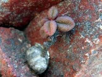 Tylecodon similis (Zigzag Butterbush)