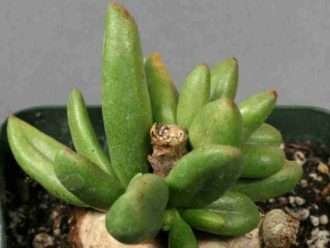 Tylecodon sulfureus