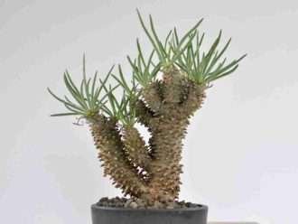 Tylecodon wallichii (matorreta pata de palo)