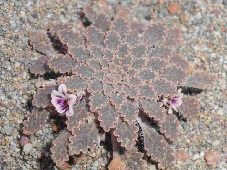 Viola tectiflora