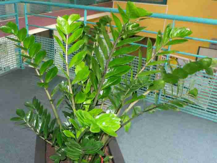 Zamioculcas zamiifolia (Planta ZZ)