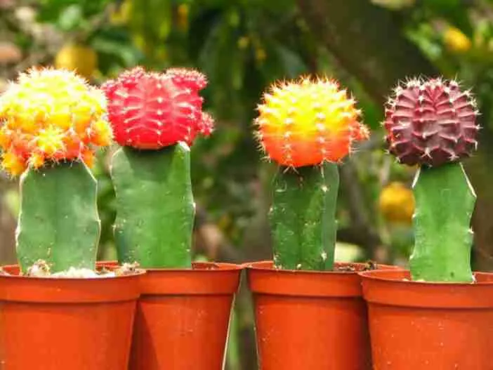 cactus injertados