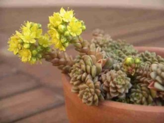 ×Cremnosedum 'Pequeña joya'