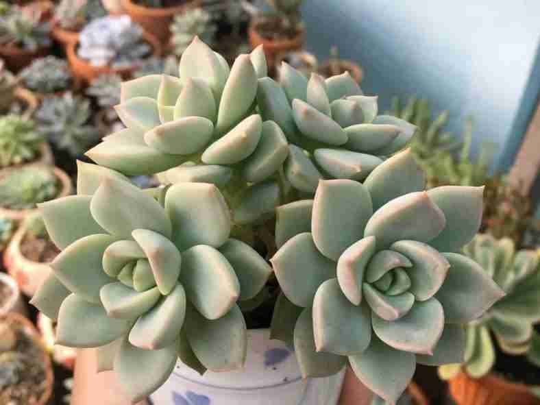 ×Graptoveria 'Titubans' (Planta de Porcelana)