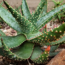 Aloe aculeata, comúnmente conocido como Red Hot Poker Aloe.