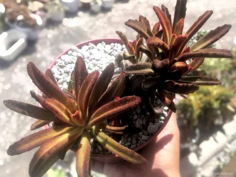 Kalanchoe tomentosa 'Canela'