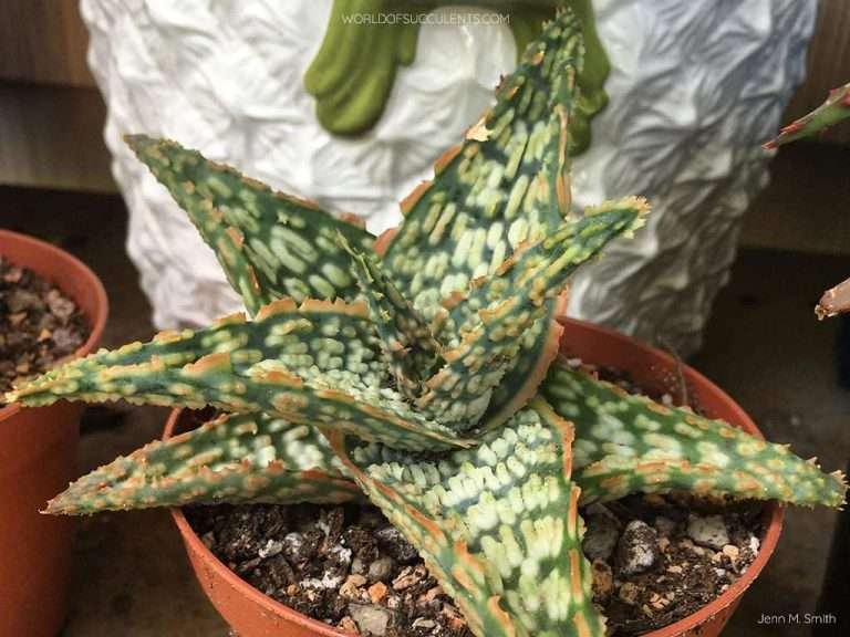 Aloe 'Mauna Loa'