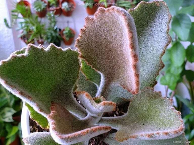 Hojas de Kalanchoe 'Roseleaf'