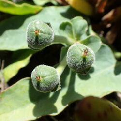 Frutos de Euphorbia tuberosa (Tuber Milkball)