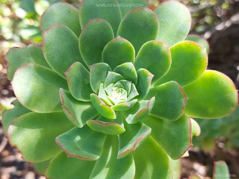 Aeonium de Gomerense